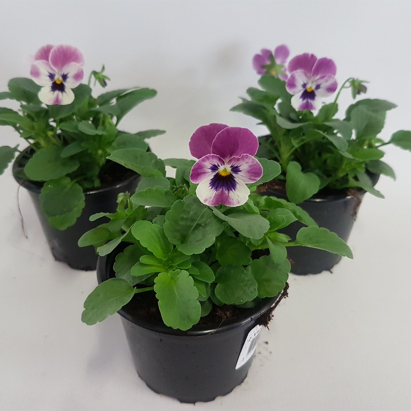 Viola cornuta Deltini pink 15cm 9cm Pot