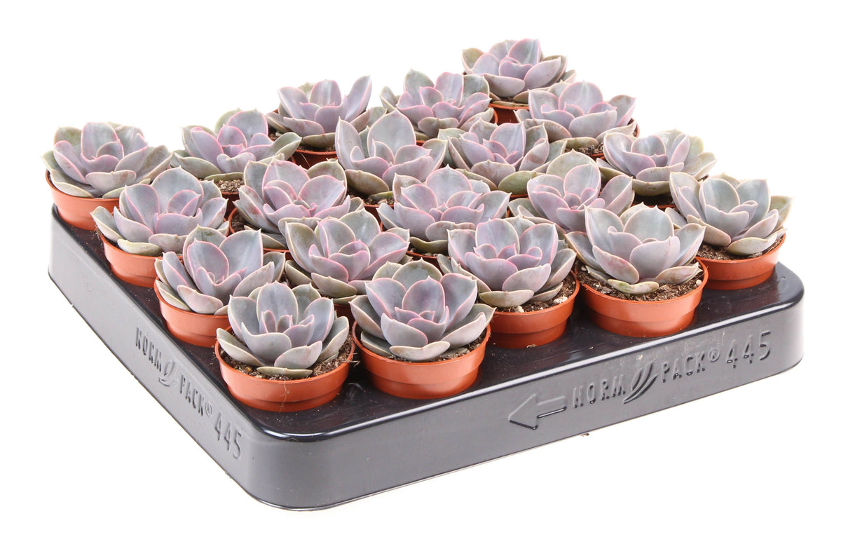 Echeveria Perle von Nuernberg 8cm 5.5cm Pot