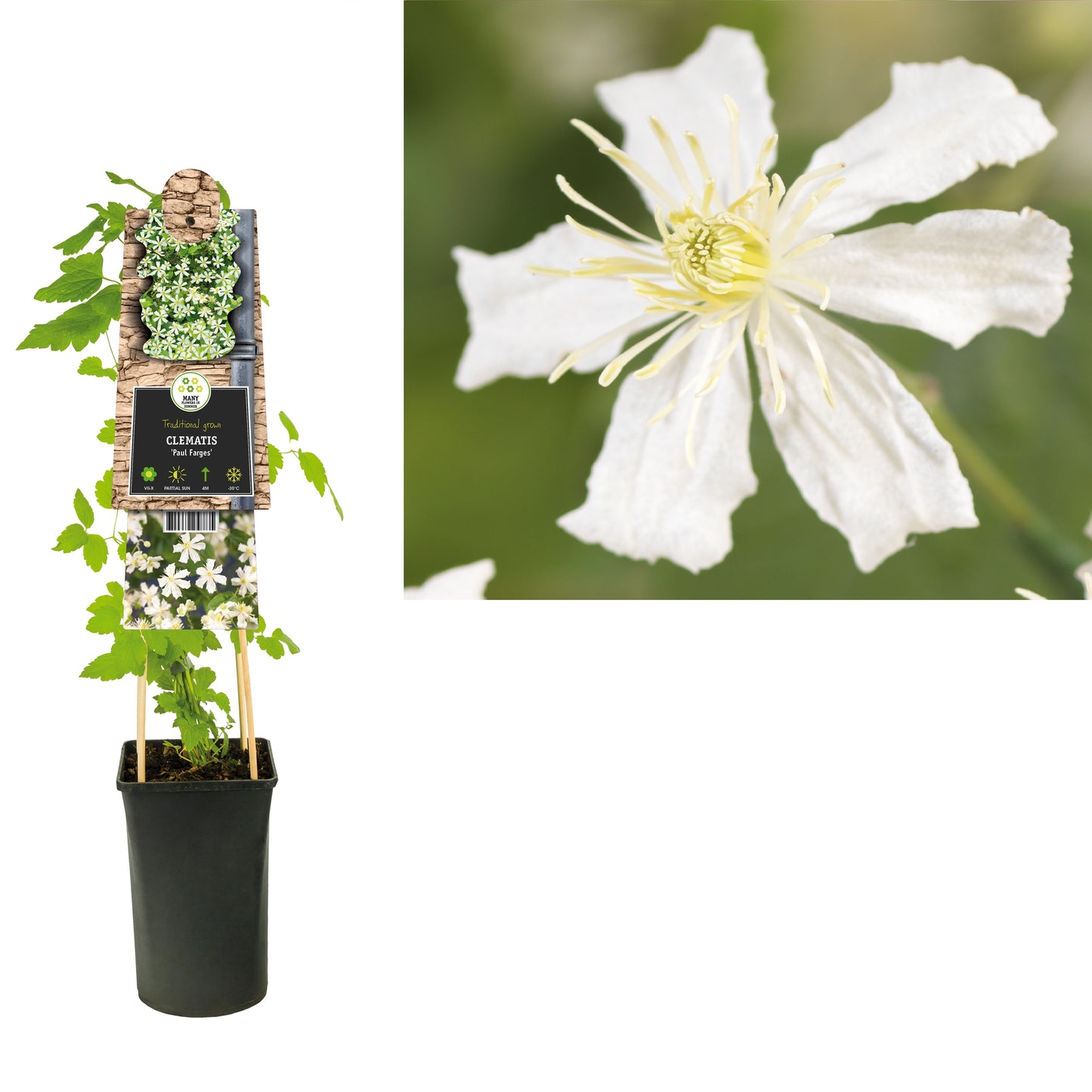 Clematis Paul Farges 75cm 17cm Pot