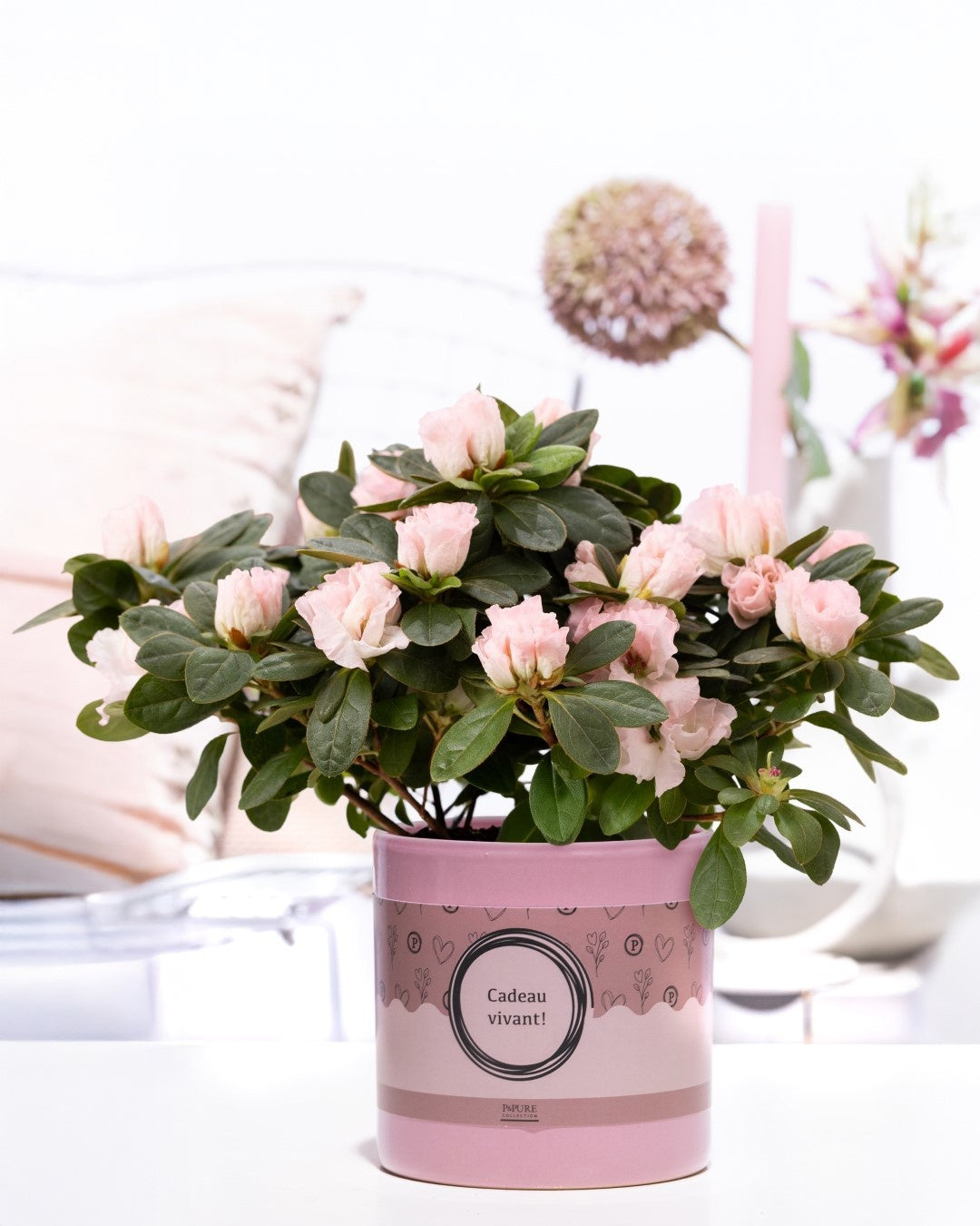 Rhododendron Terra Nova 25cm 12cm Pot
