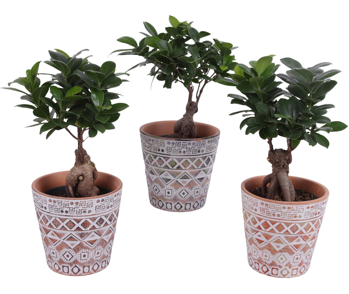 Ficus Ginseng 35cm 14cm Pot