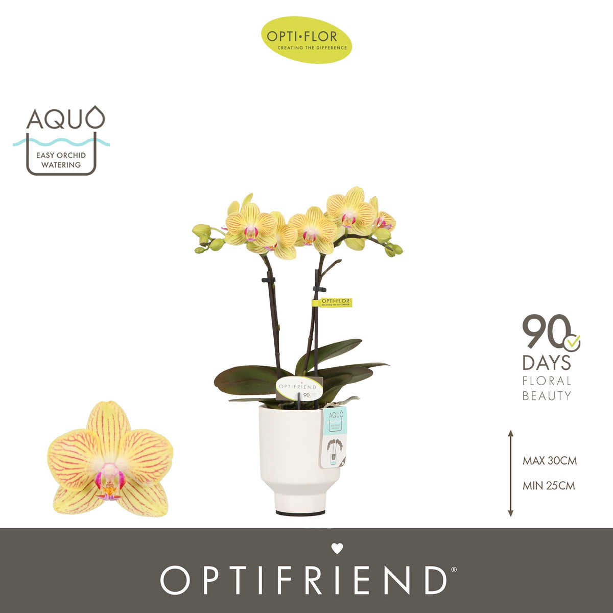 Phalaenopsis yellow 25cm 7cm Pot