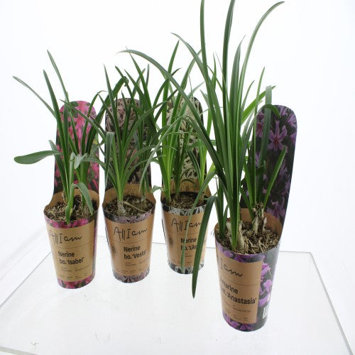 nerine-mix-51cm-12cm-pot