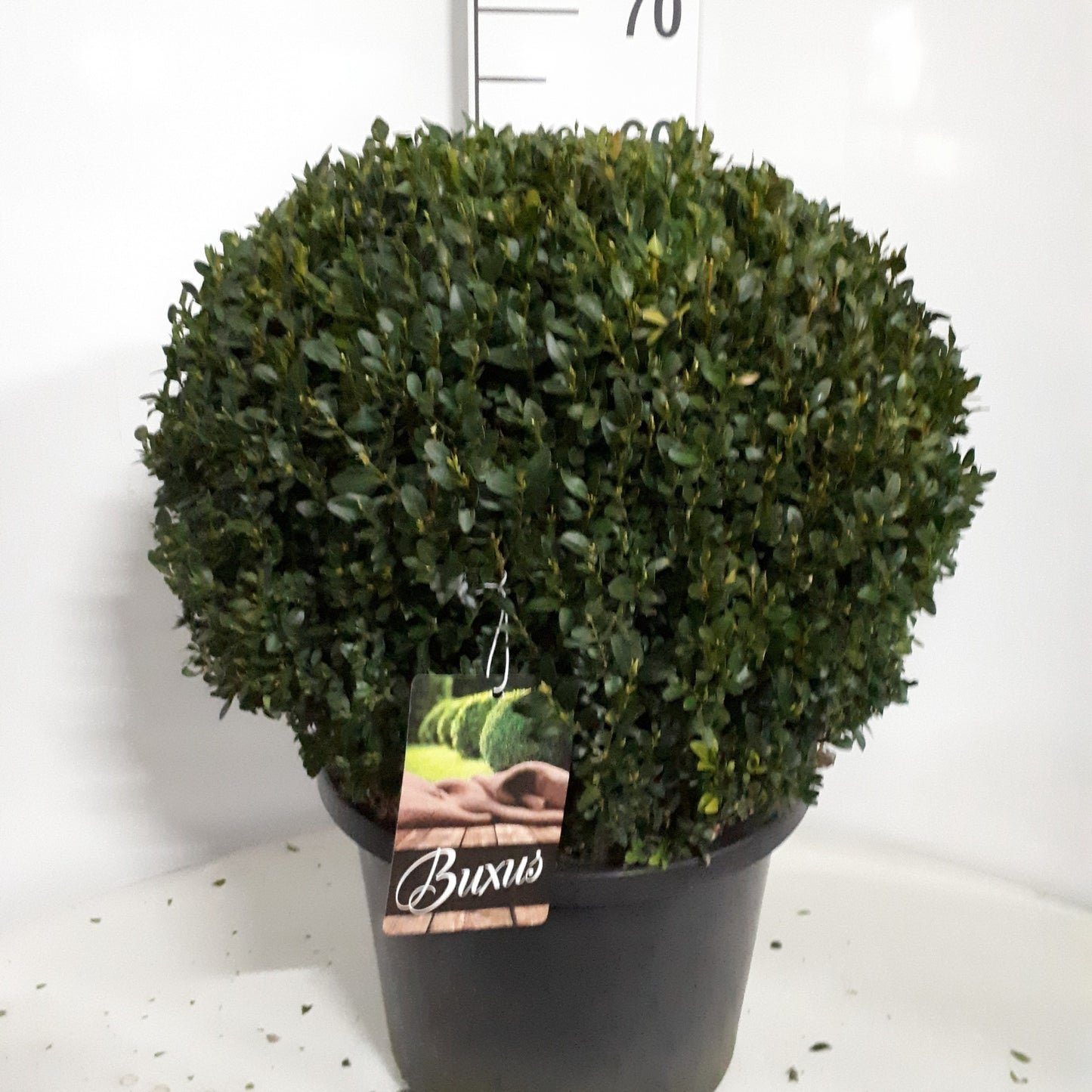 Buxus sempervirens ball 70cm 32cm Pot