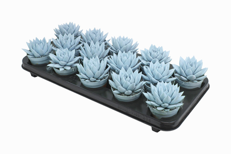 Amigo Plant VOF Echeveria colored Pastel blue Pack of 14