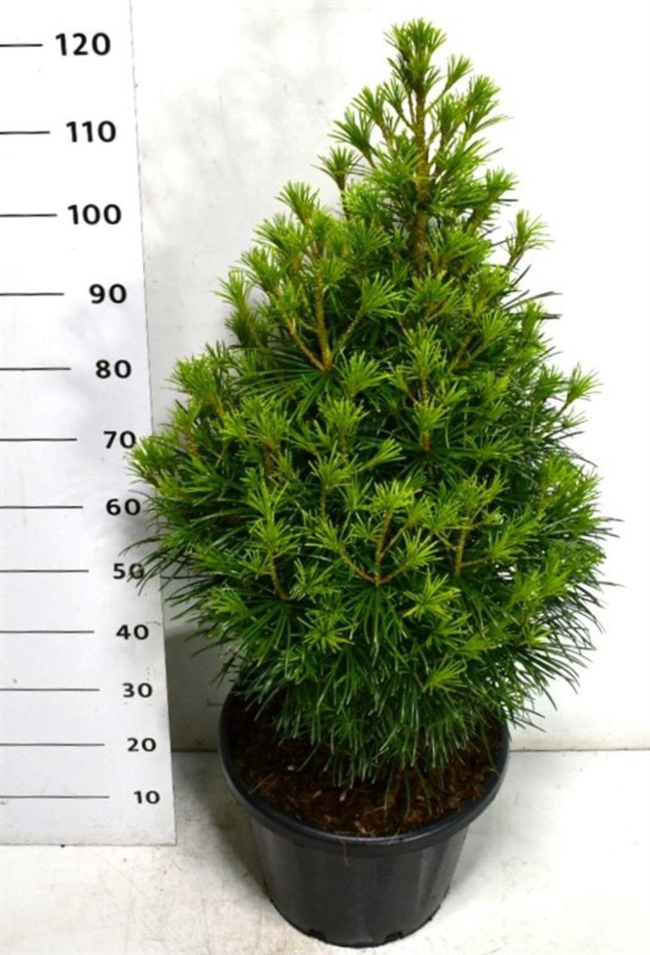 Sciadopitys verticillata 130cm 38cm Pot