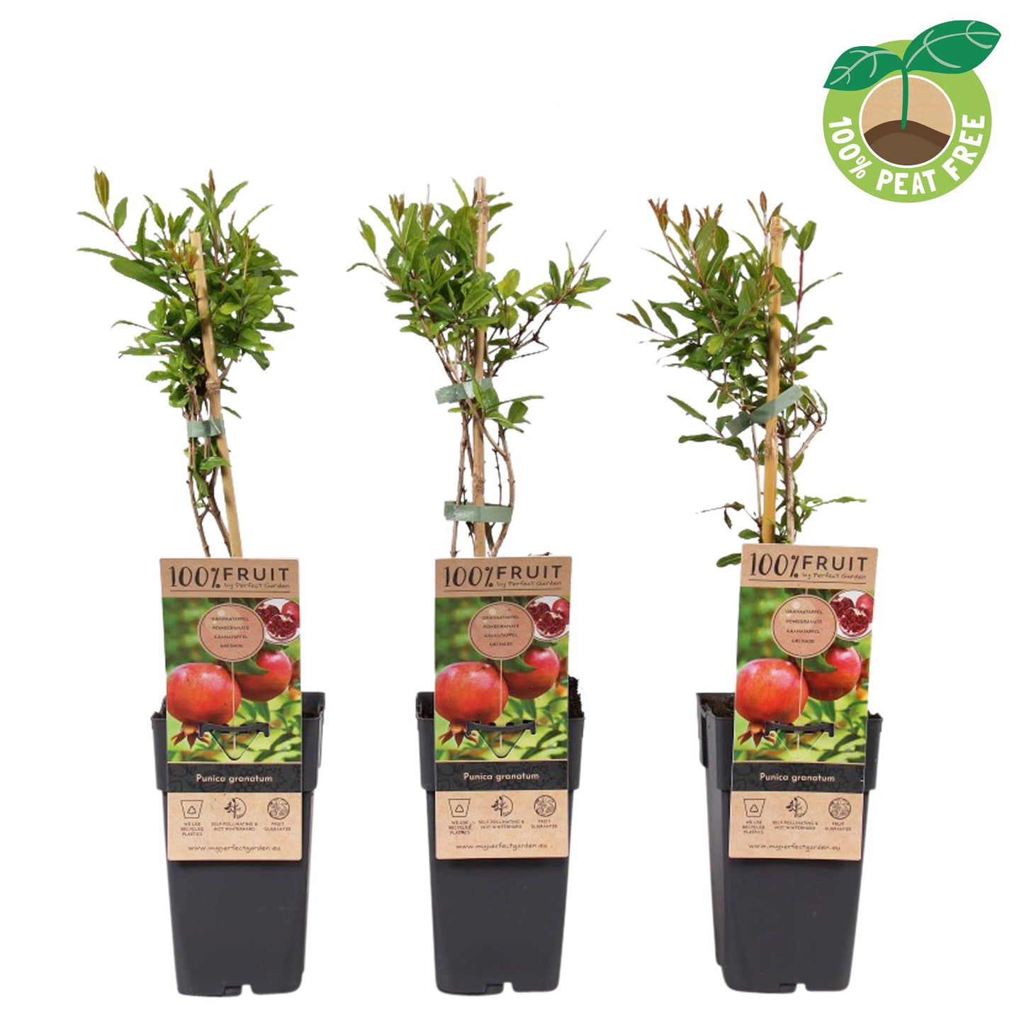 Streng Growers B.V. Punica granatum Pack of 10