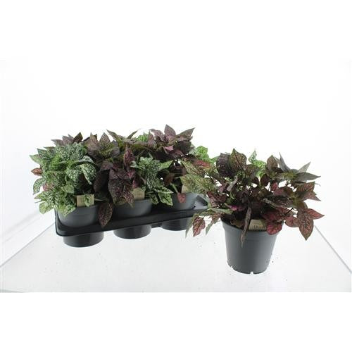 Hypoestes mix 25cm 17cm Pot