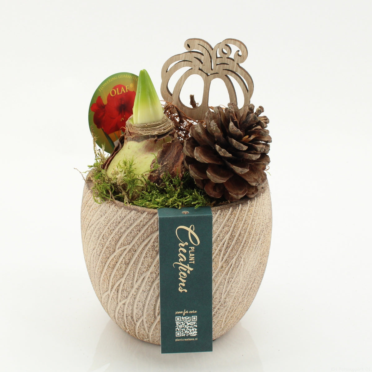 Hippeastrum arrangement 25cm 14cm Pot