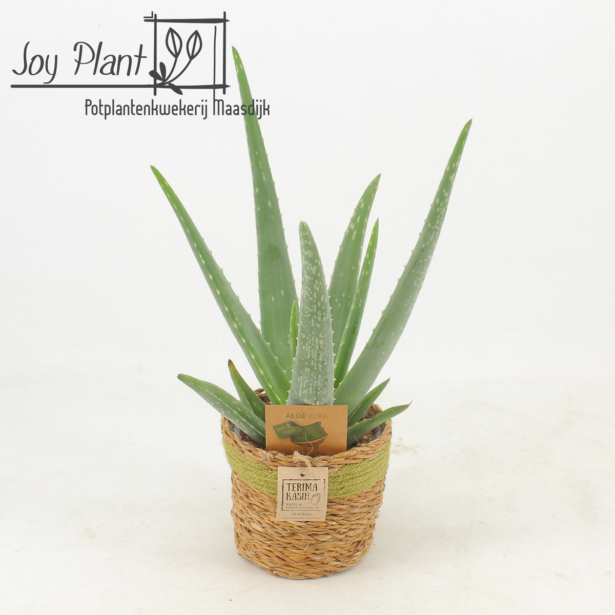 Aloe vera 40cm 13cm Pot