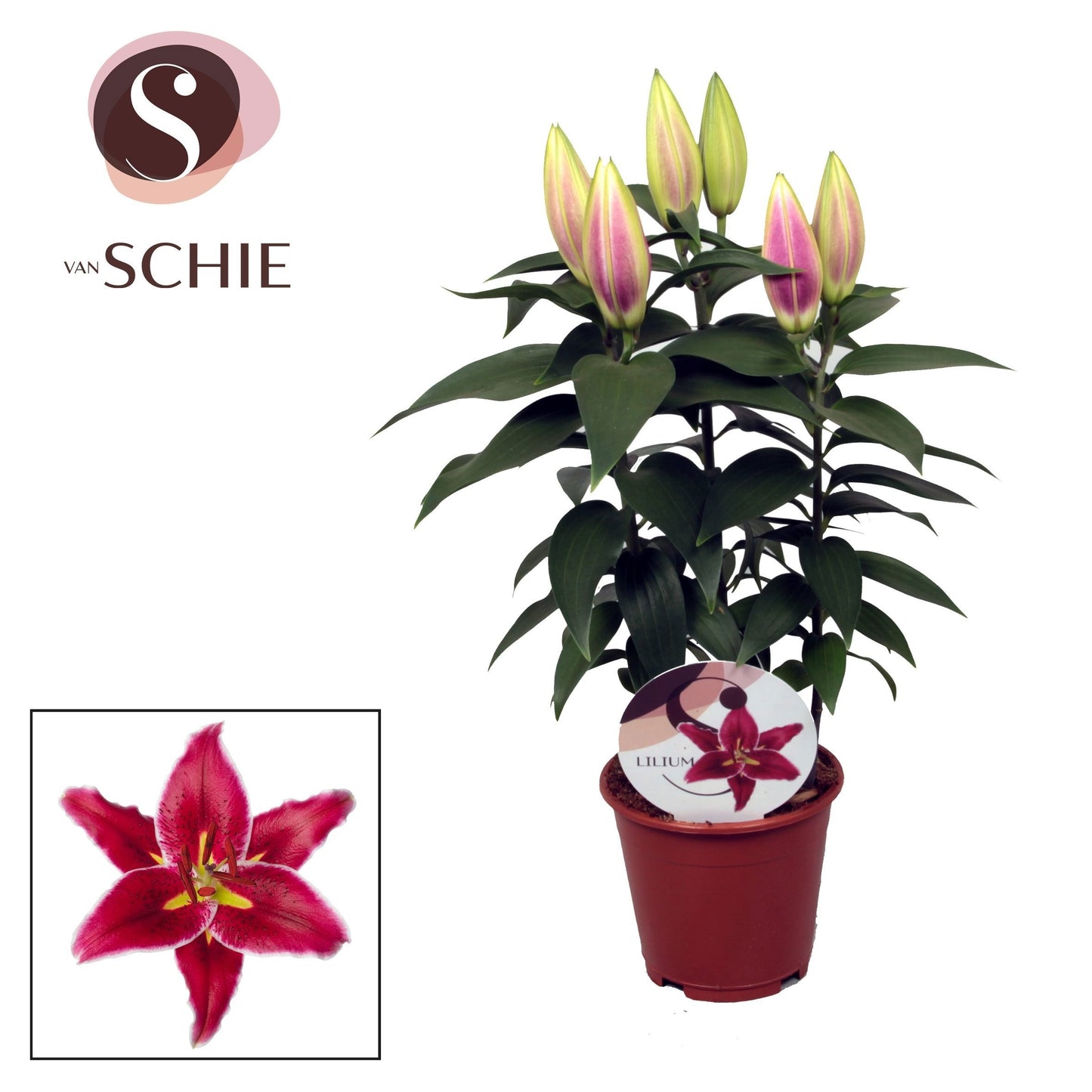 Lilium Magny Cours 50cm 13cm Pot