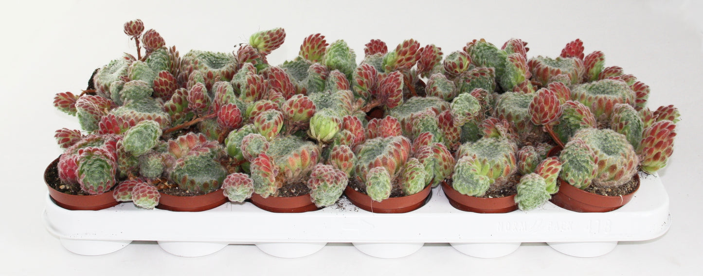 Sempervivum Ciliosum 10cm Special Pot (508)
