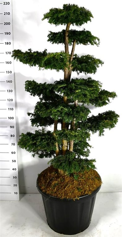Taxus Dovastoniana 230cm 60cm Pot