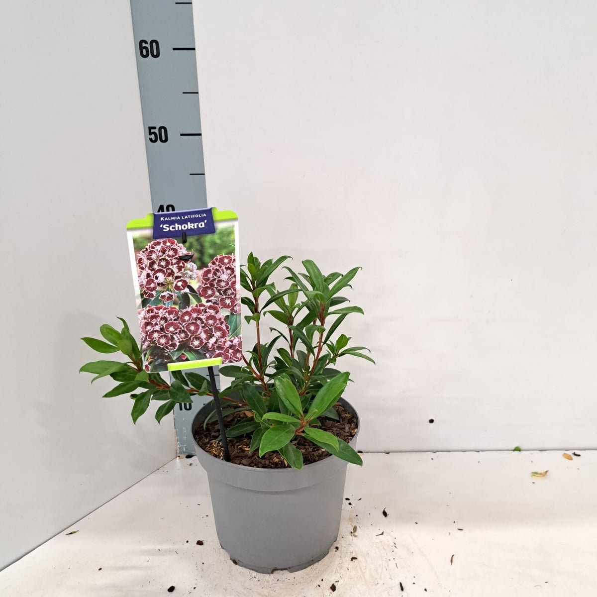 Kalmia latifolia 30cm 21cm Pot