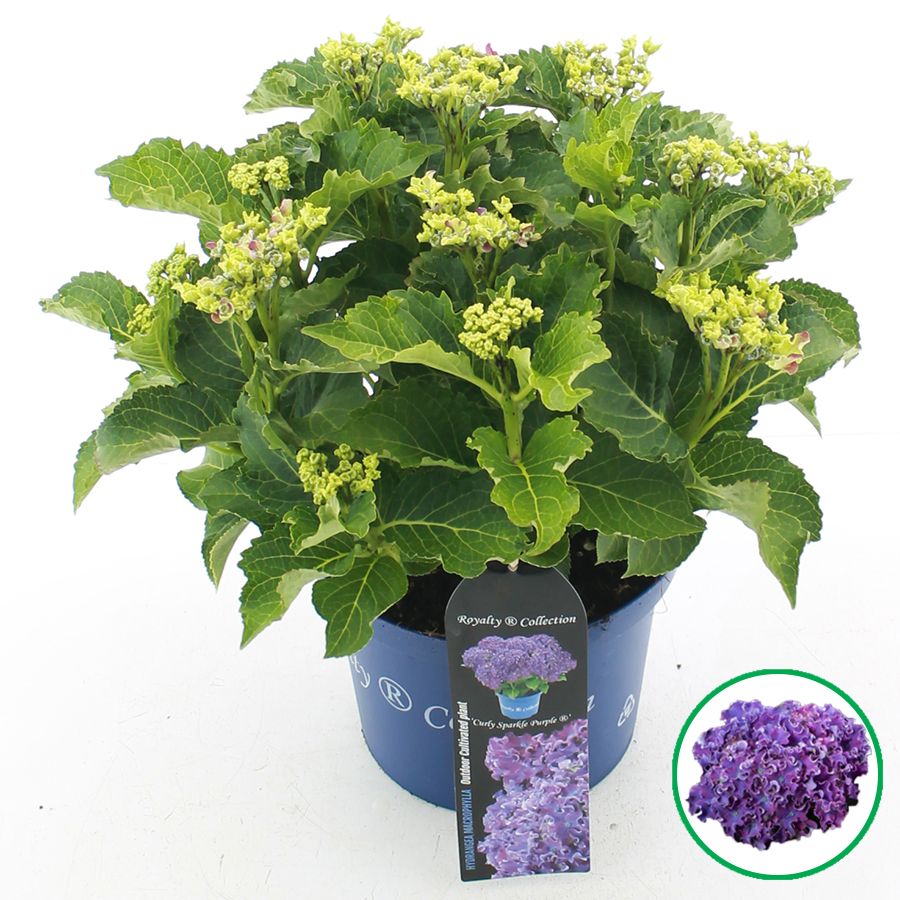 Hydrangea macr. Royalty 45cm 23cm Pot