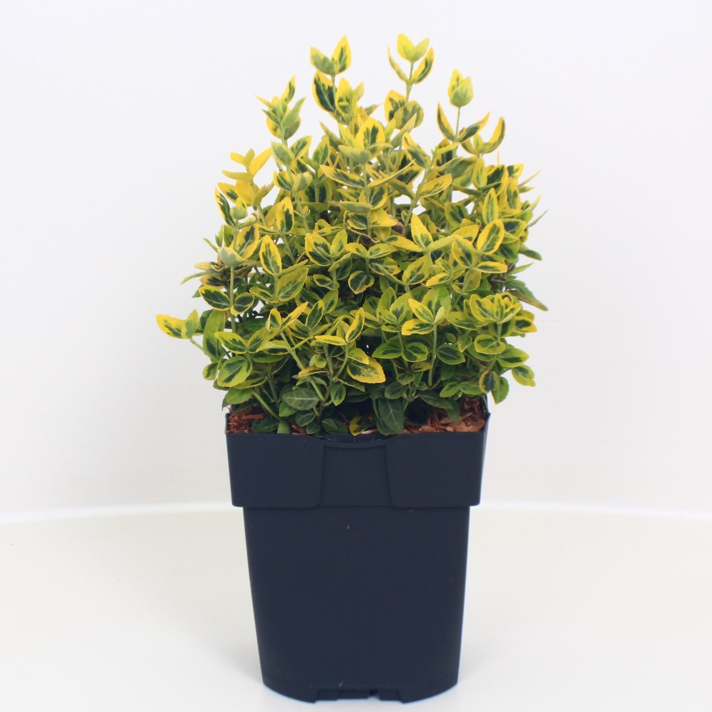 Euonymus Emerald & Gold 40cm 17cm Pot