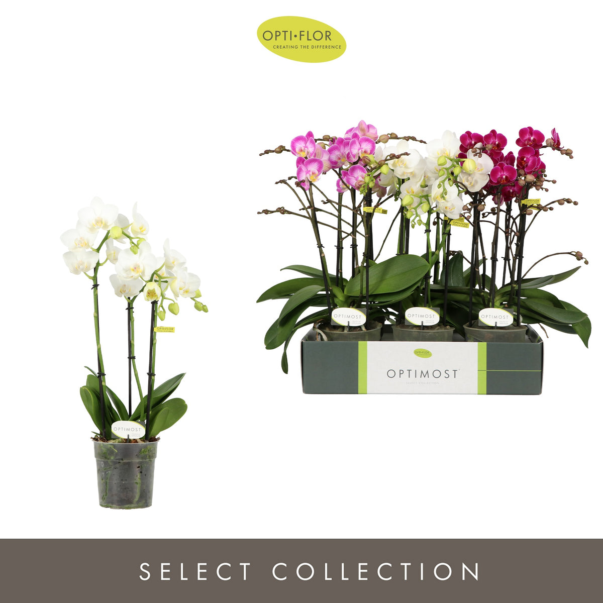 Phalaenopsis mix 45cm 12cm Pot