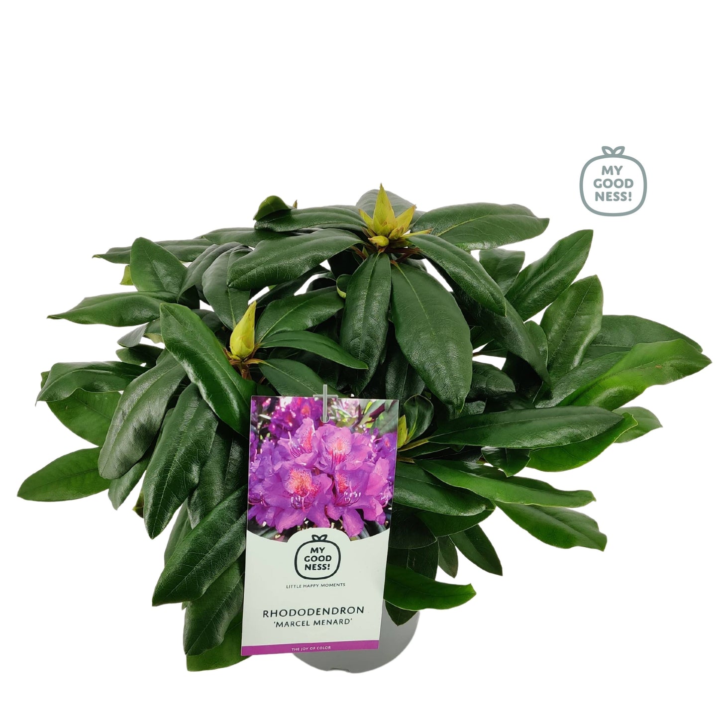 Leybaert BVBA Rhododendron Marcel Menard Pack of 1
