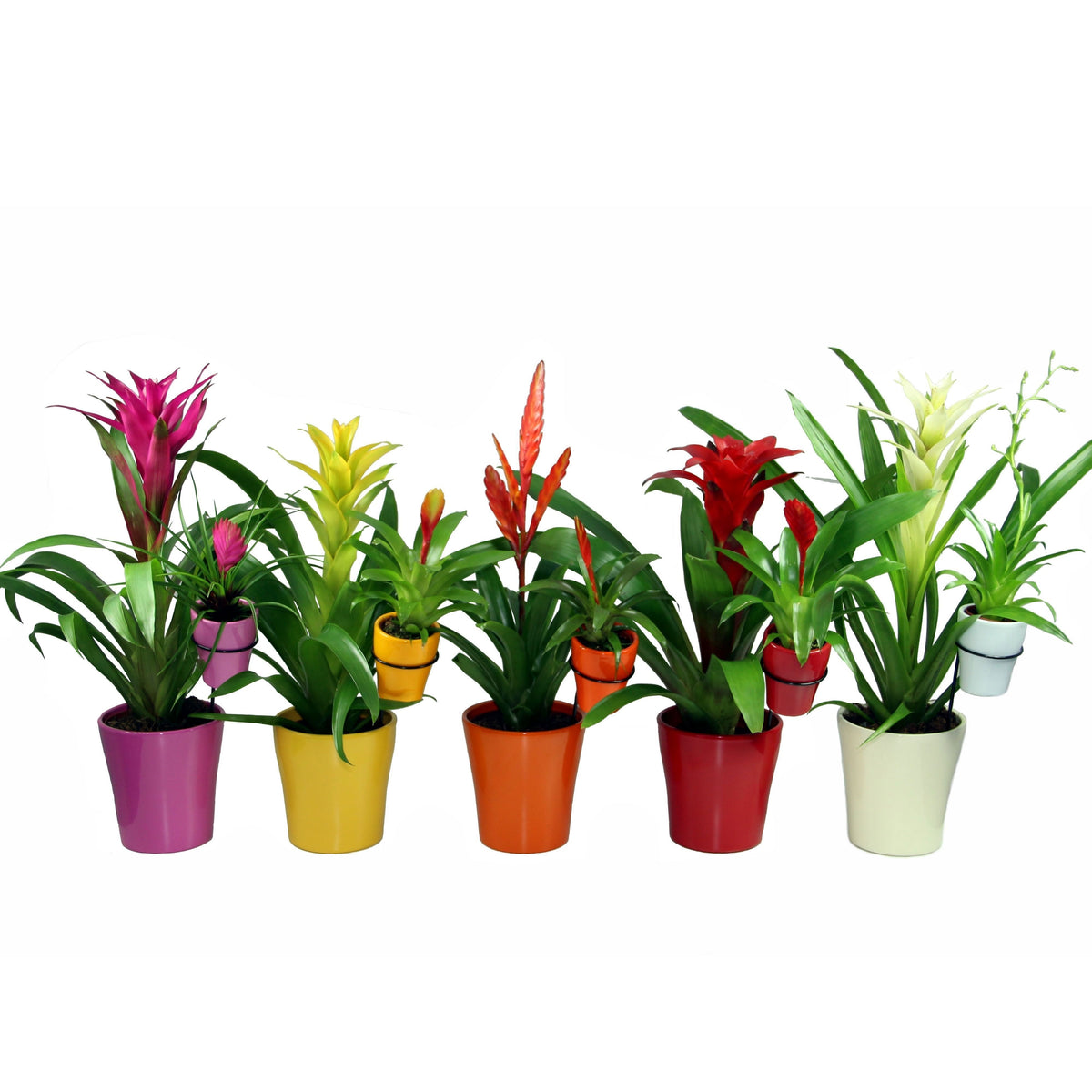 arr. Bromelia 55cm 13cm Pot