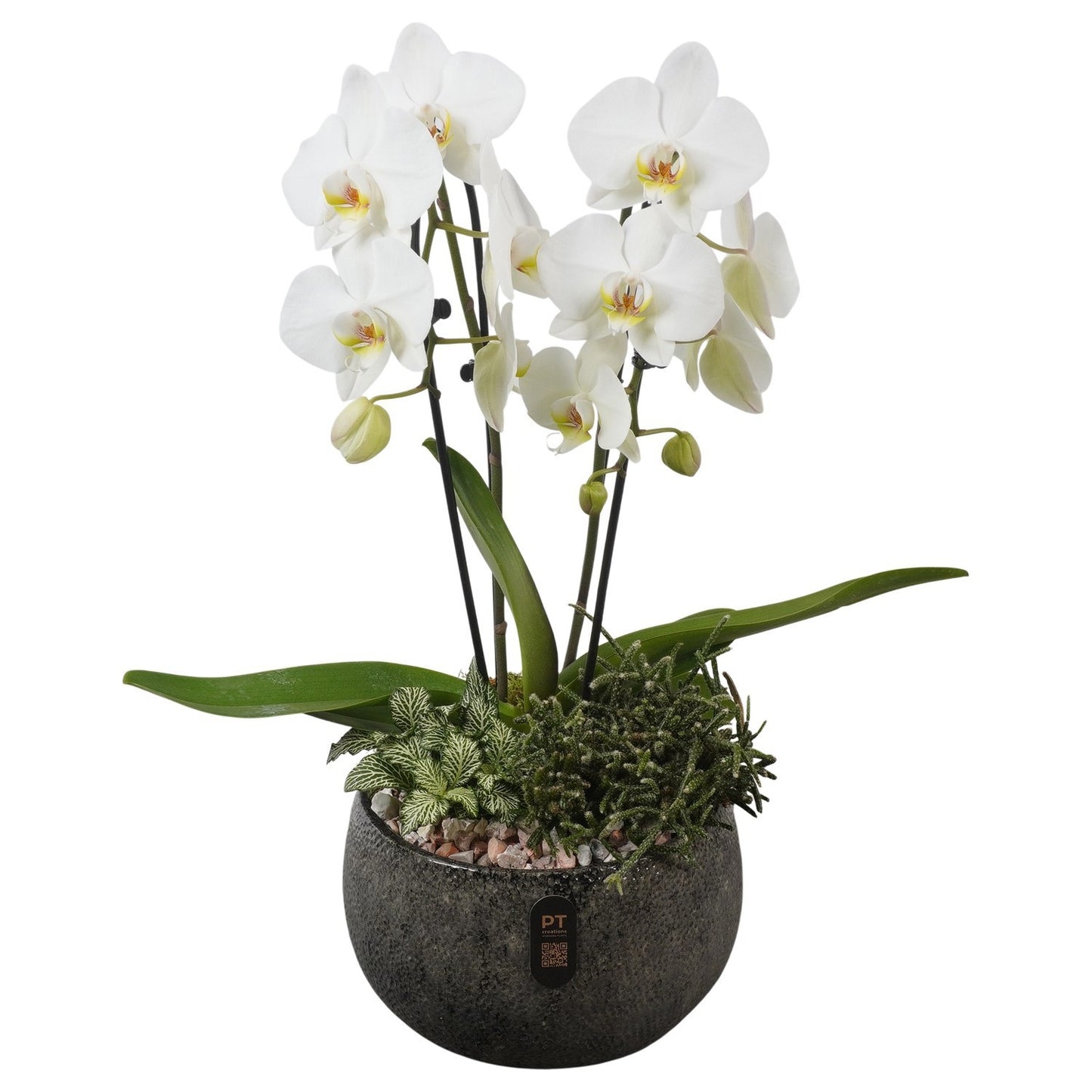 Indoor arrangement 56cm 23cm Pot