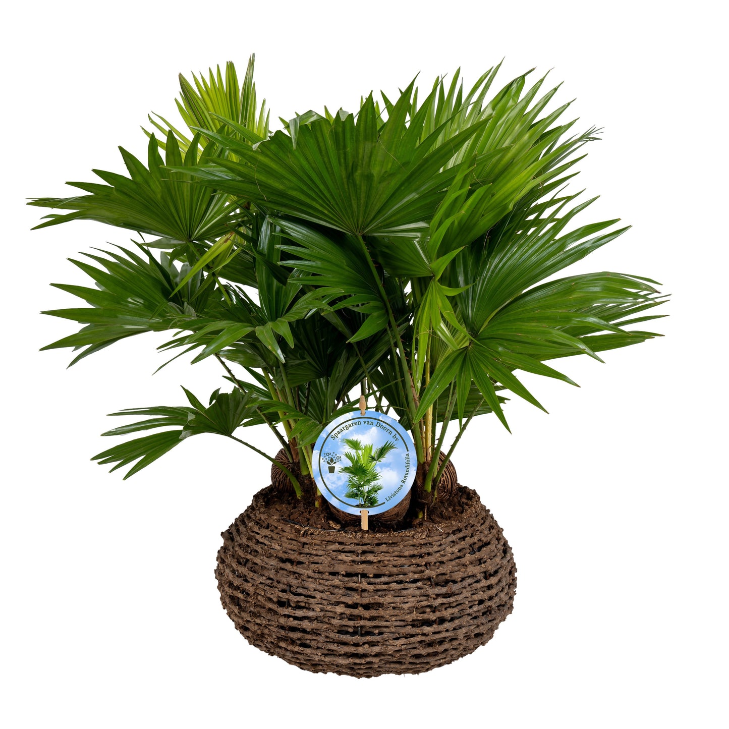 Livistona rotundifolia 65cm 35cm Pot