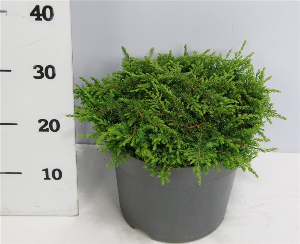 Juniperus Green Carpet 30cm 26cm Pot