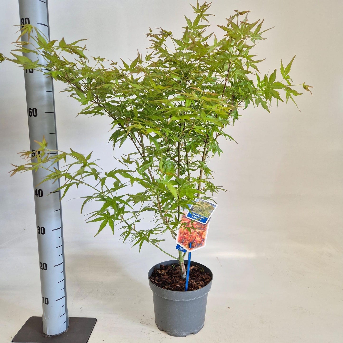 Acer Katsura 60cm 19cm Pot