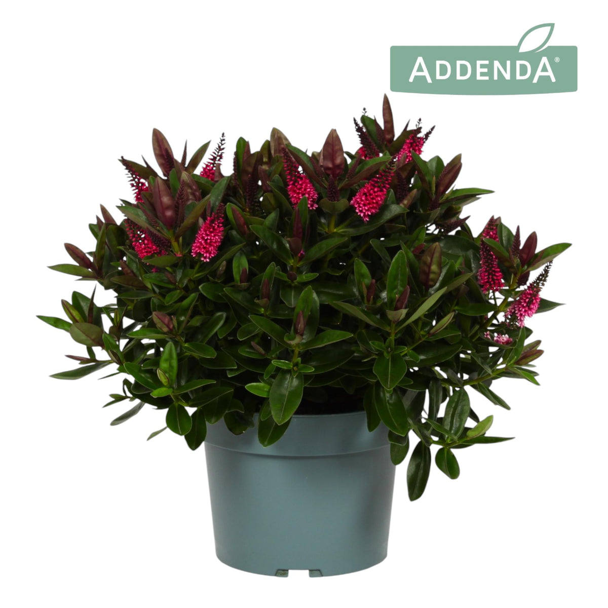 Hebe Celebration 40cm 19cm Pot
