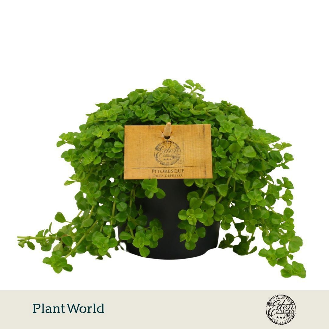 Pilea depressa 15cm 10.5cm Pot