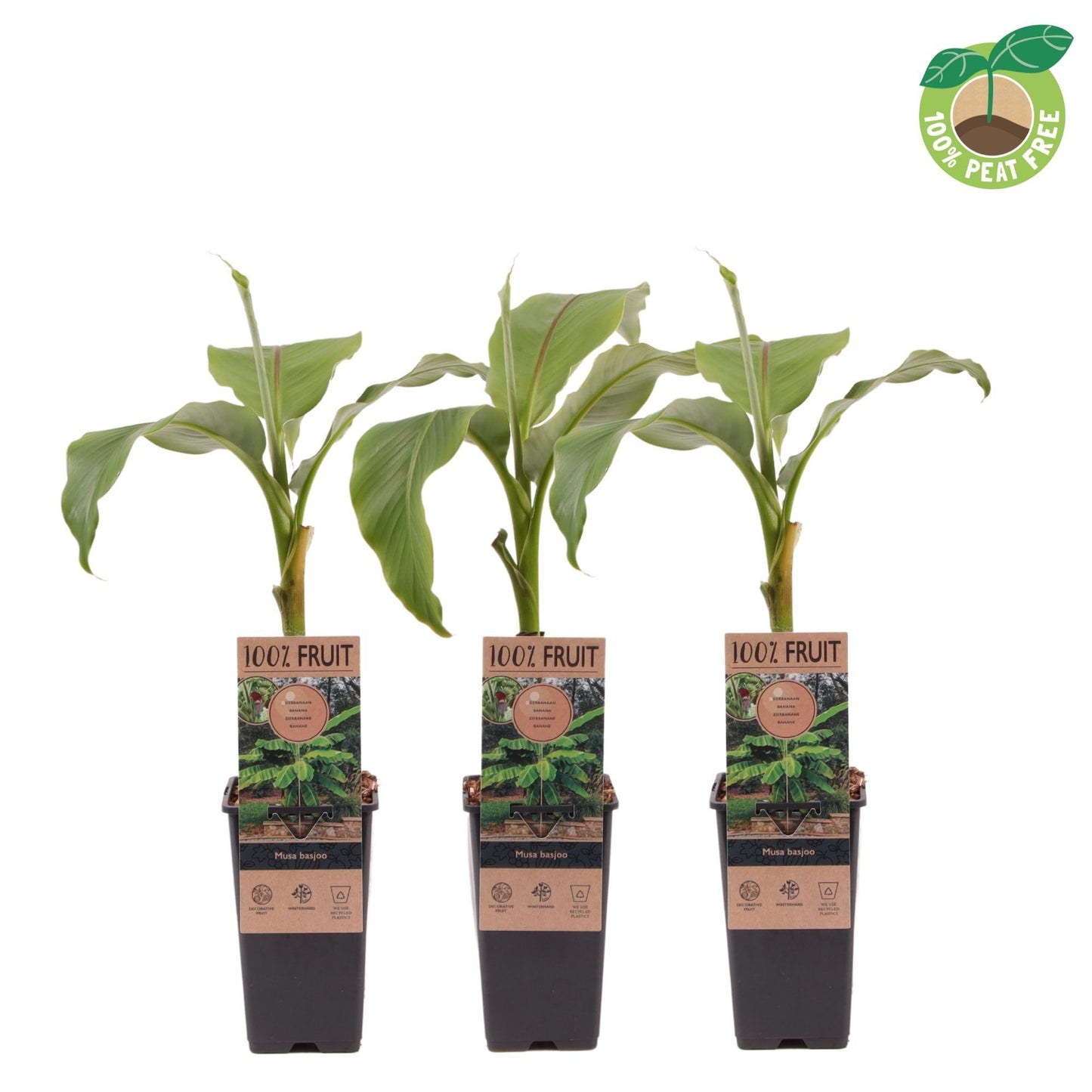 Musa basjoo 30cm 15cm Pot
