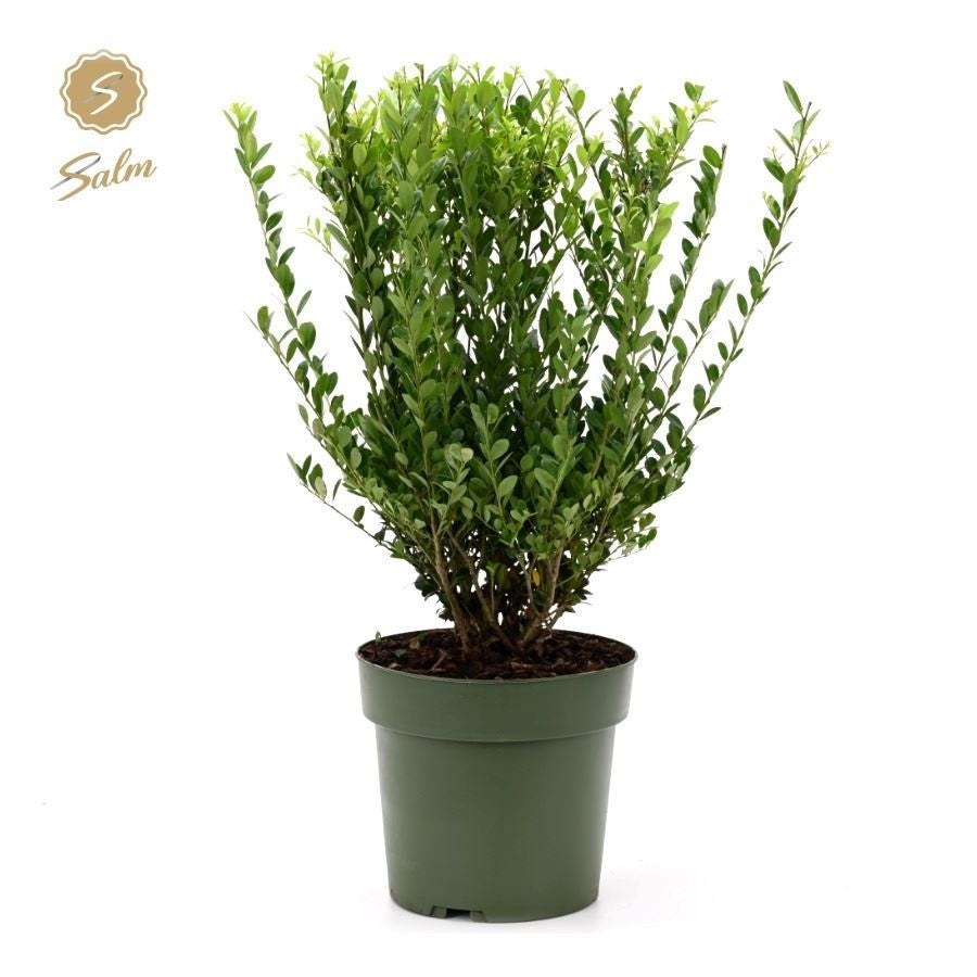 Ilex crenata Jenny 60cm 21cm Pot