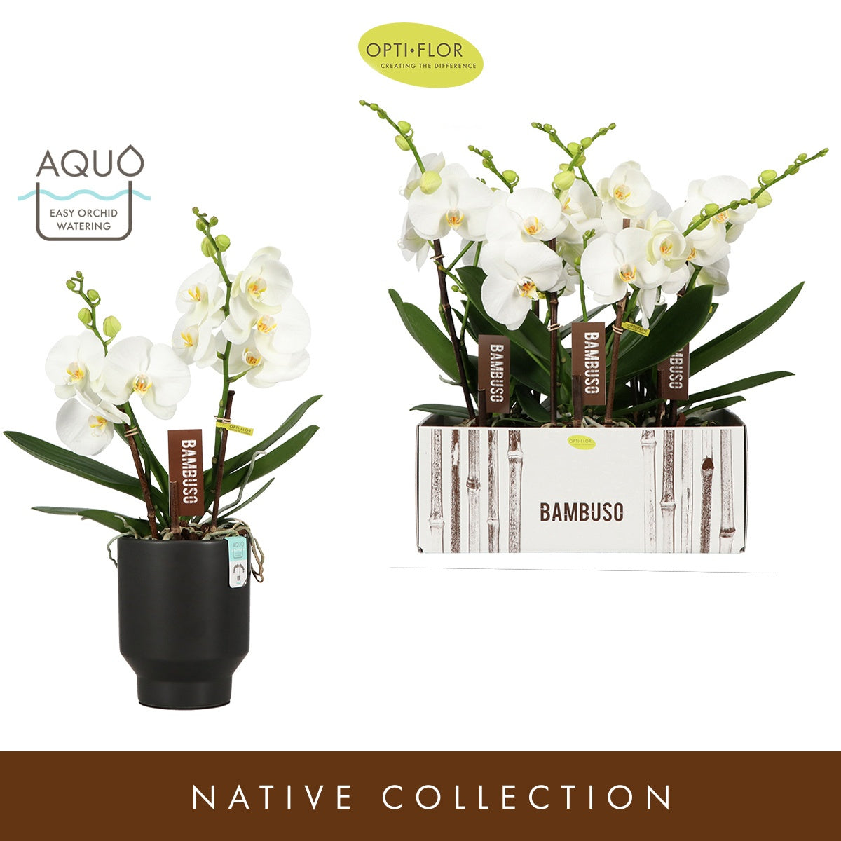 Phalaenopsis white 50cm 15cm Pot