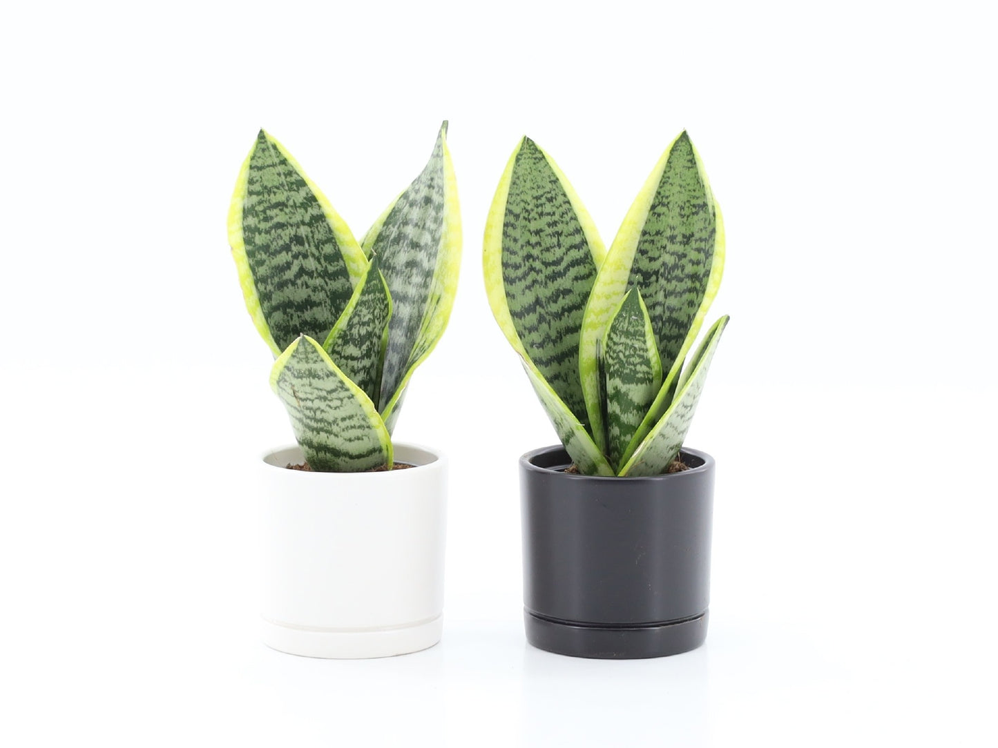Sansevieria Futura Superba 25cm 10.5cm Pot