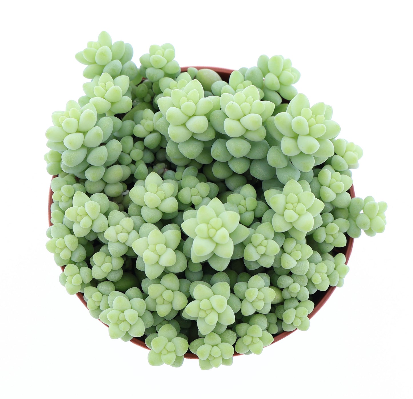 Euro Cactus Holland Bv Sedum Burrito Pack of 12