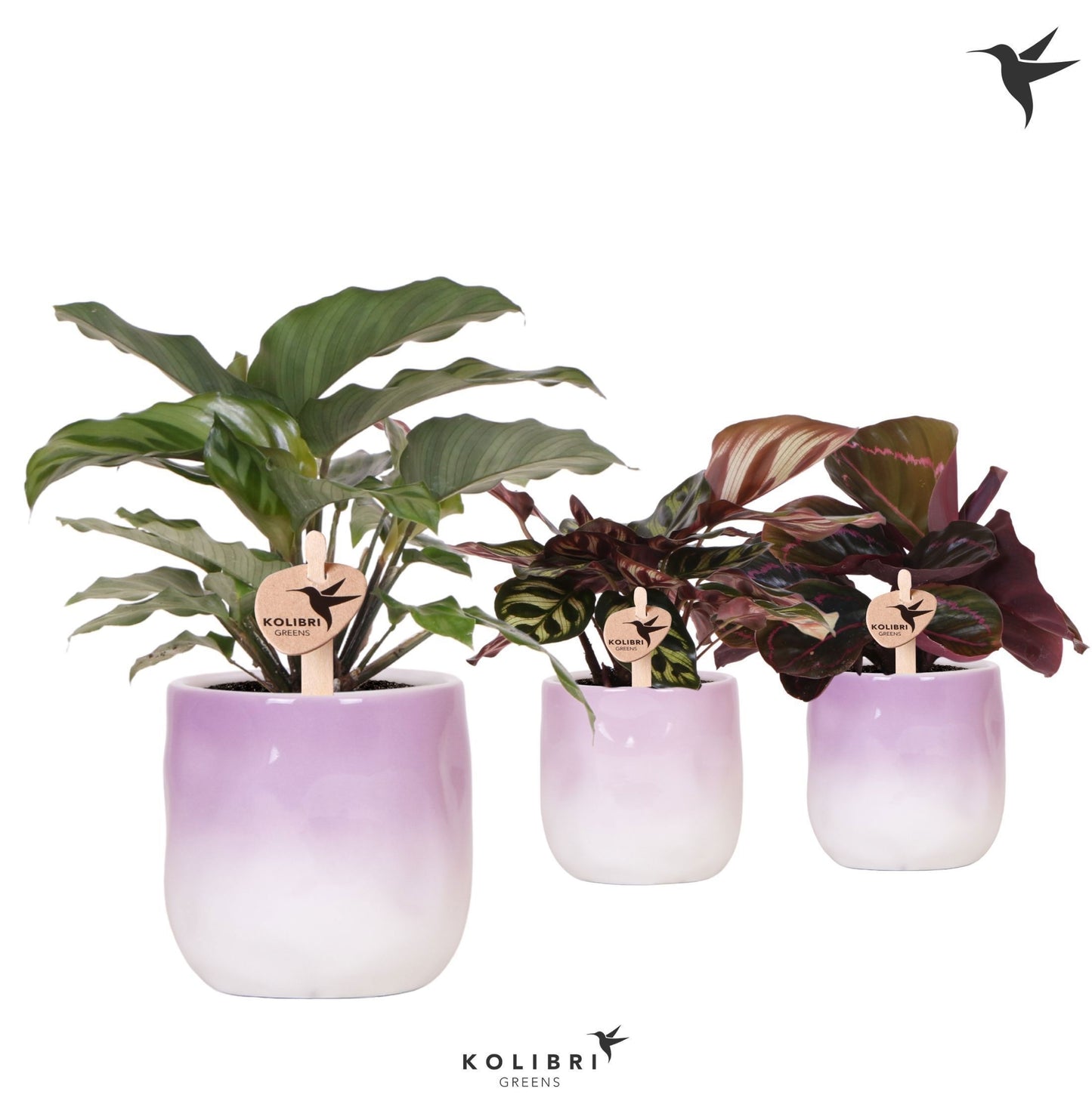 Calathea mix in ceramics 23cm 9cm Pot
