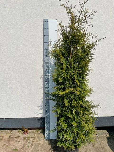 Thuja occidentalis Brabant 250cm 31cm Pot