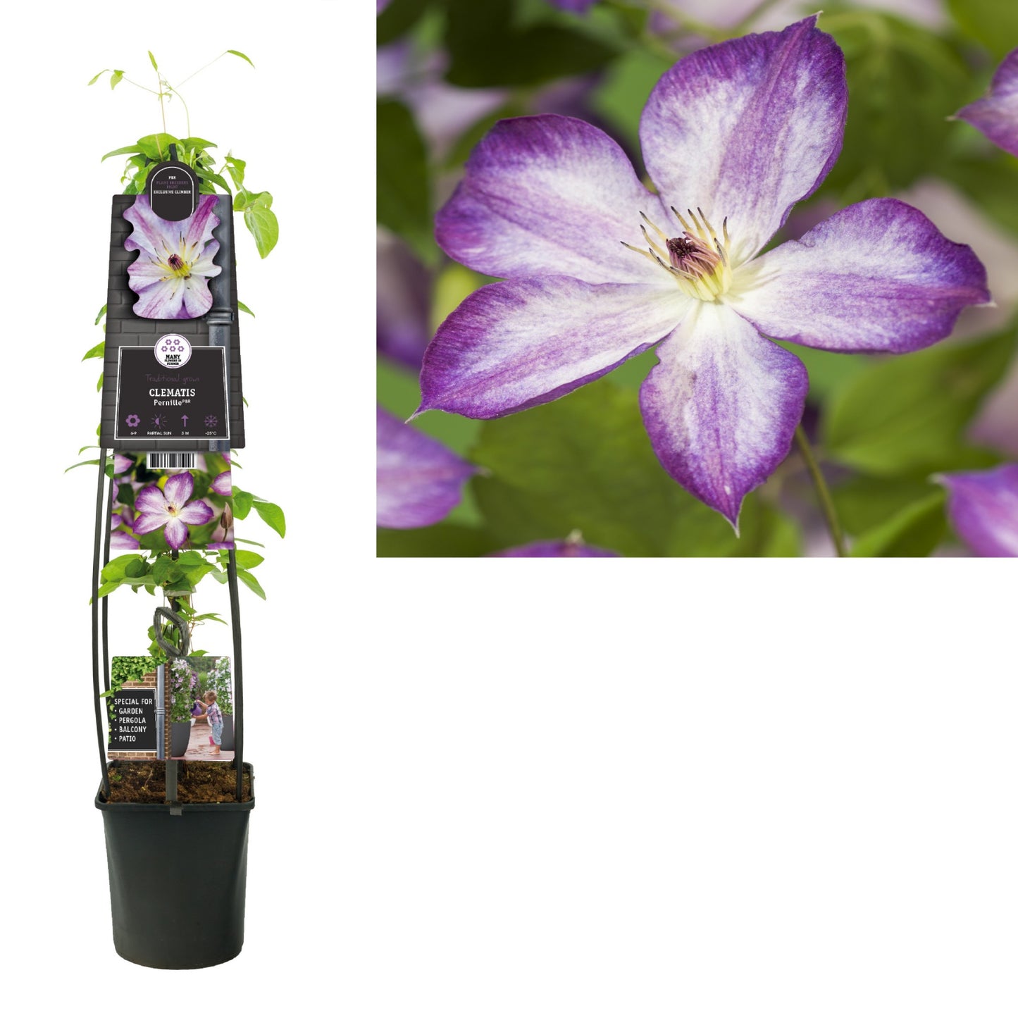 Clematis Pernille 115cm 23cm Pot