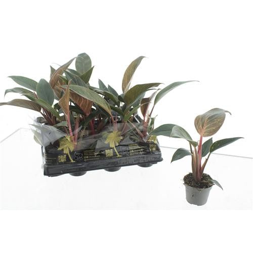 Philodendron Pink Bikini 15cm 6cm Pot