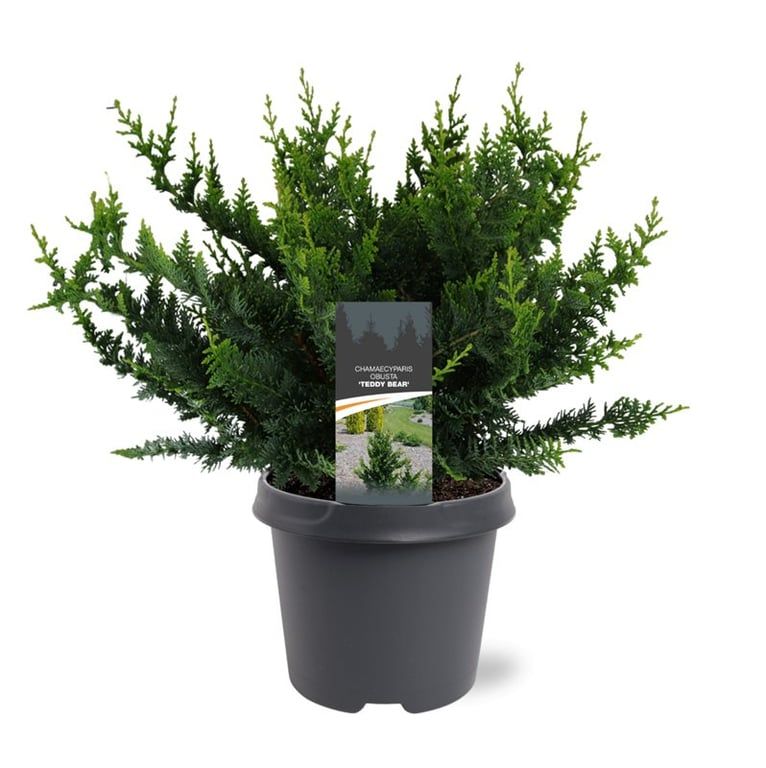 Chamaecyparis pisifera mix 45cm 23cm Pot