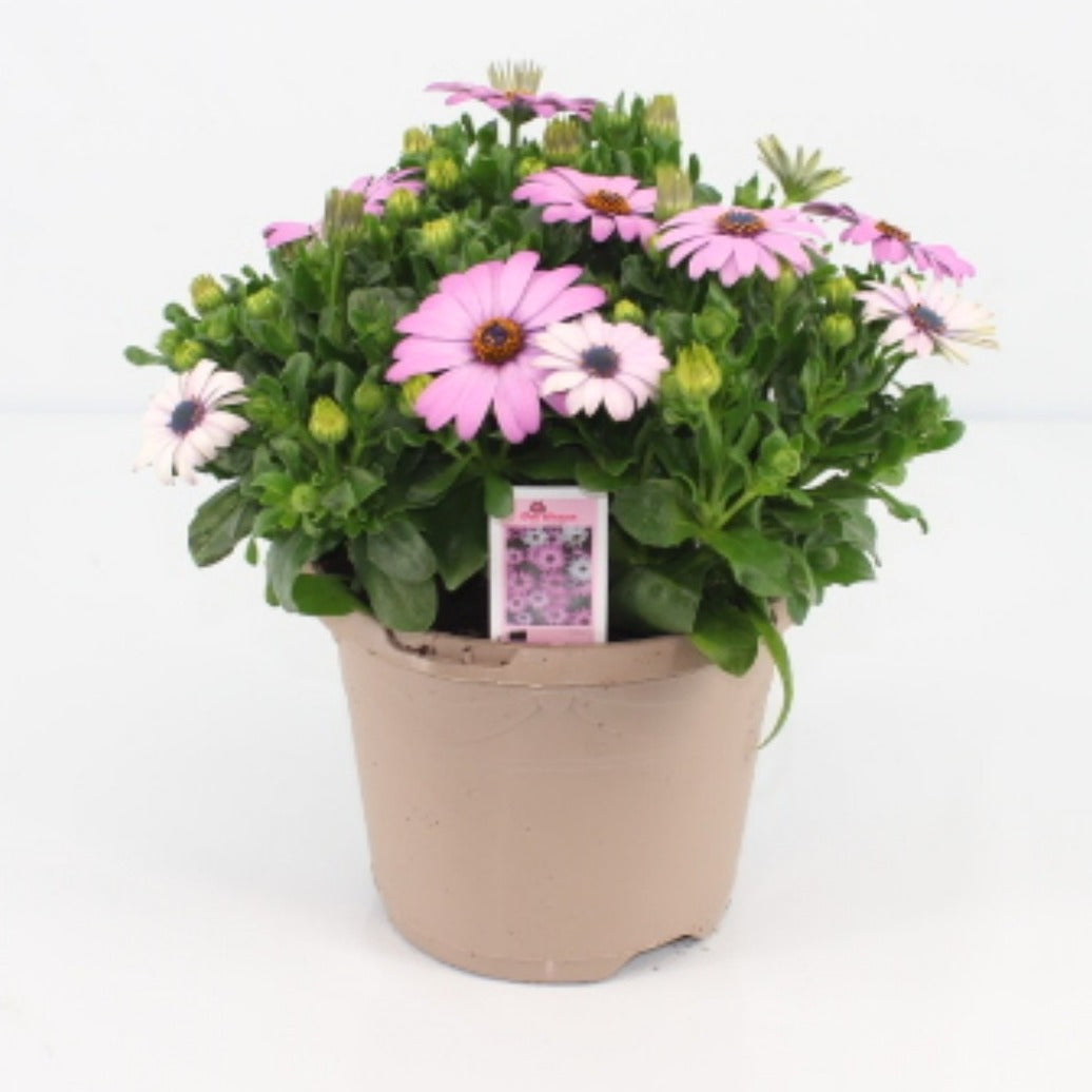 Osteospermum marg. Lilac 27cm 17cm Pot
