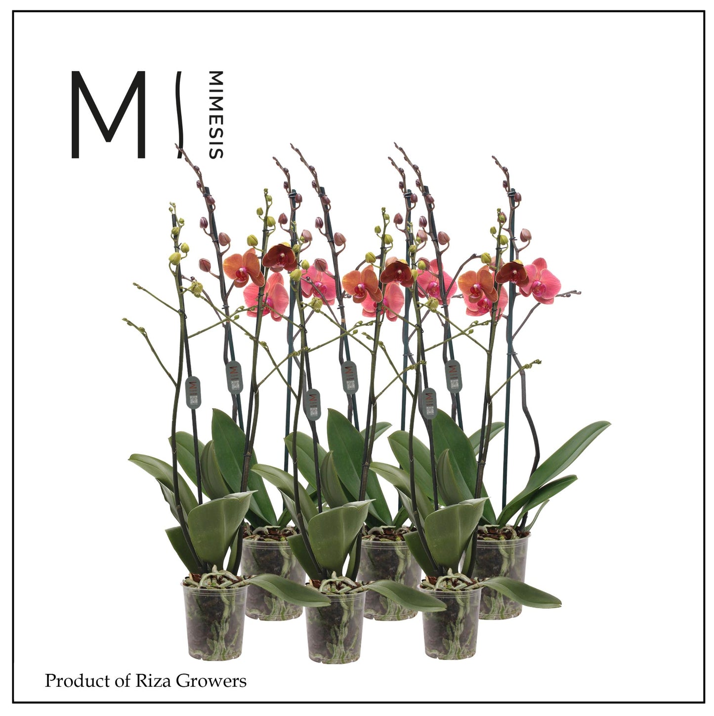 Phalaenopsis orange 70cm 12cm Pot