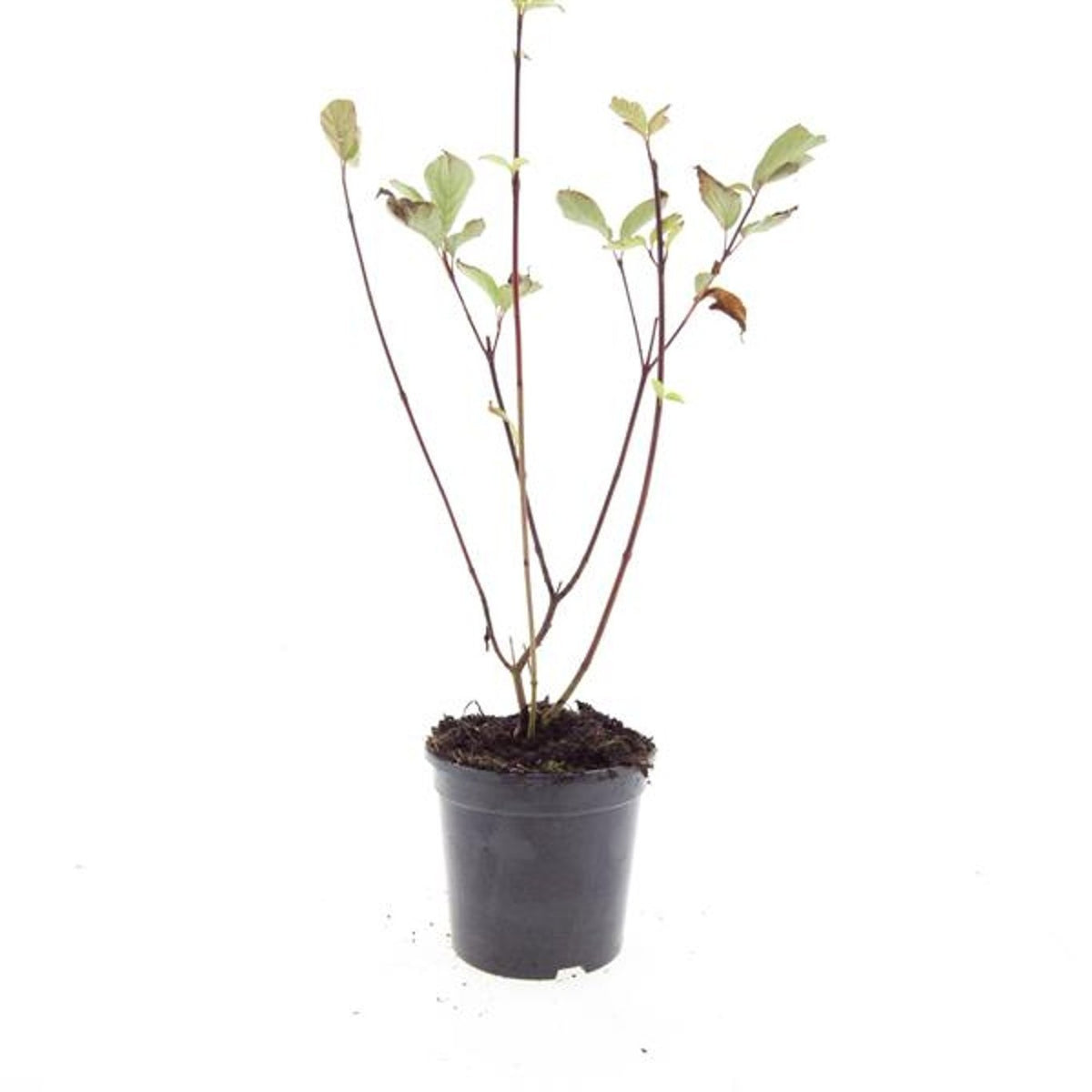Cornus alba Kesselringii 10cm 14cm Pot