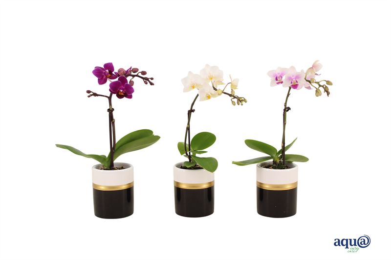 Phalaenopsis hybrid 17cm 6cm Pot