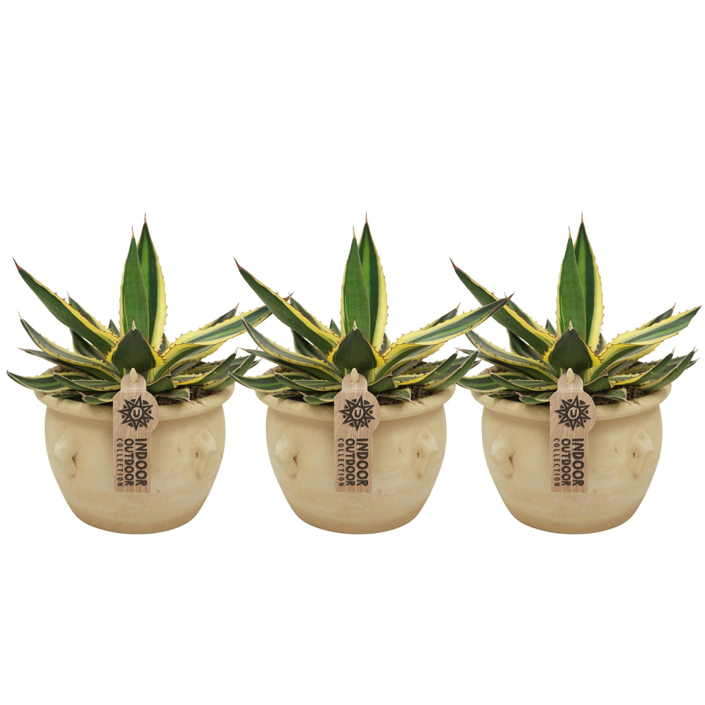 Agave lophantha Quadricolor 26cm 13cm Pot