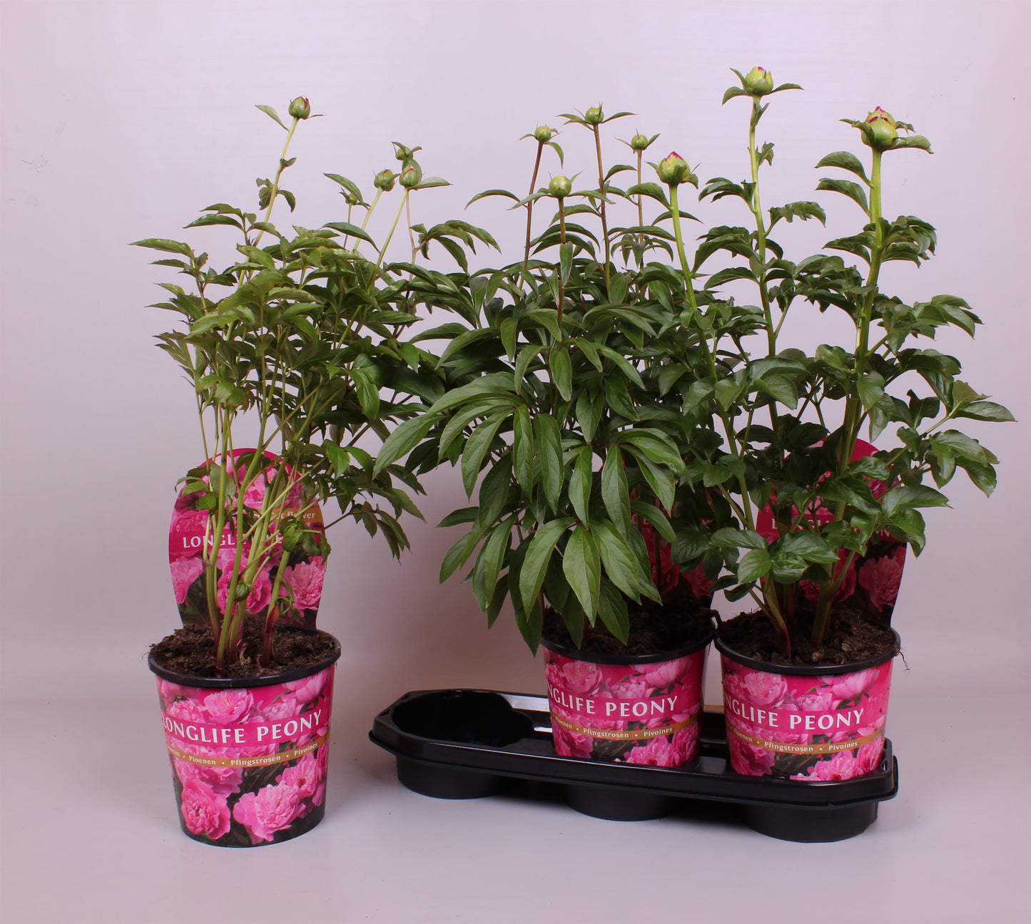 Paeonia pink 70cm 19cm Pot