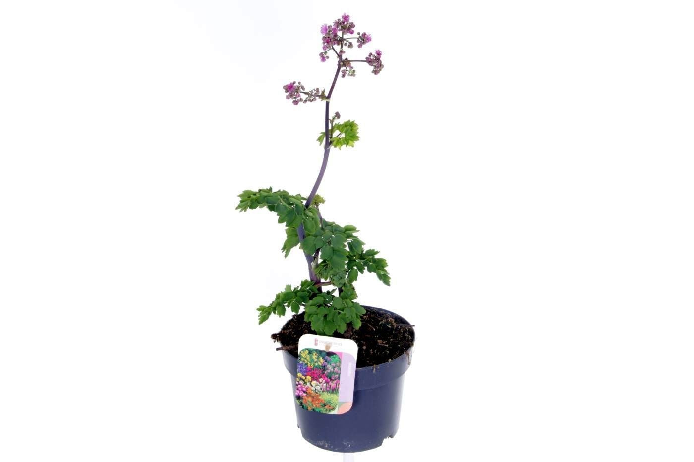 Thalictrum aquilegifolium 45cm 17cm Pot
