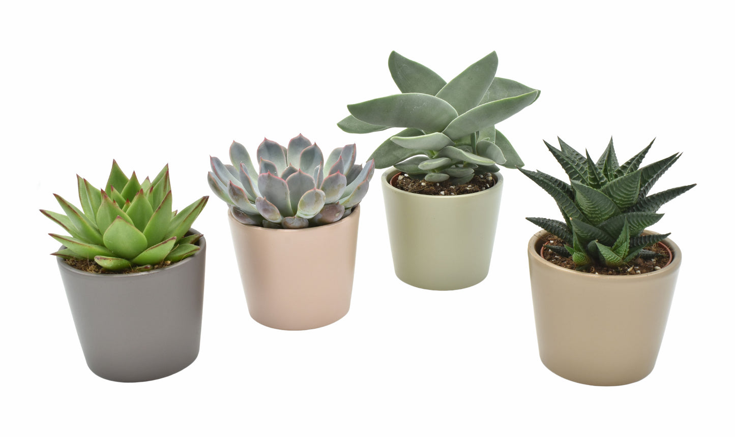 Succulent mix 14cm 10cm Pot