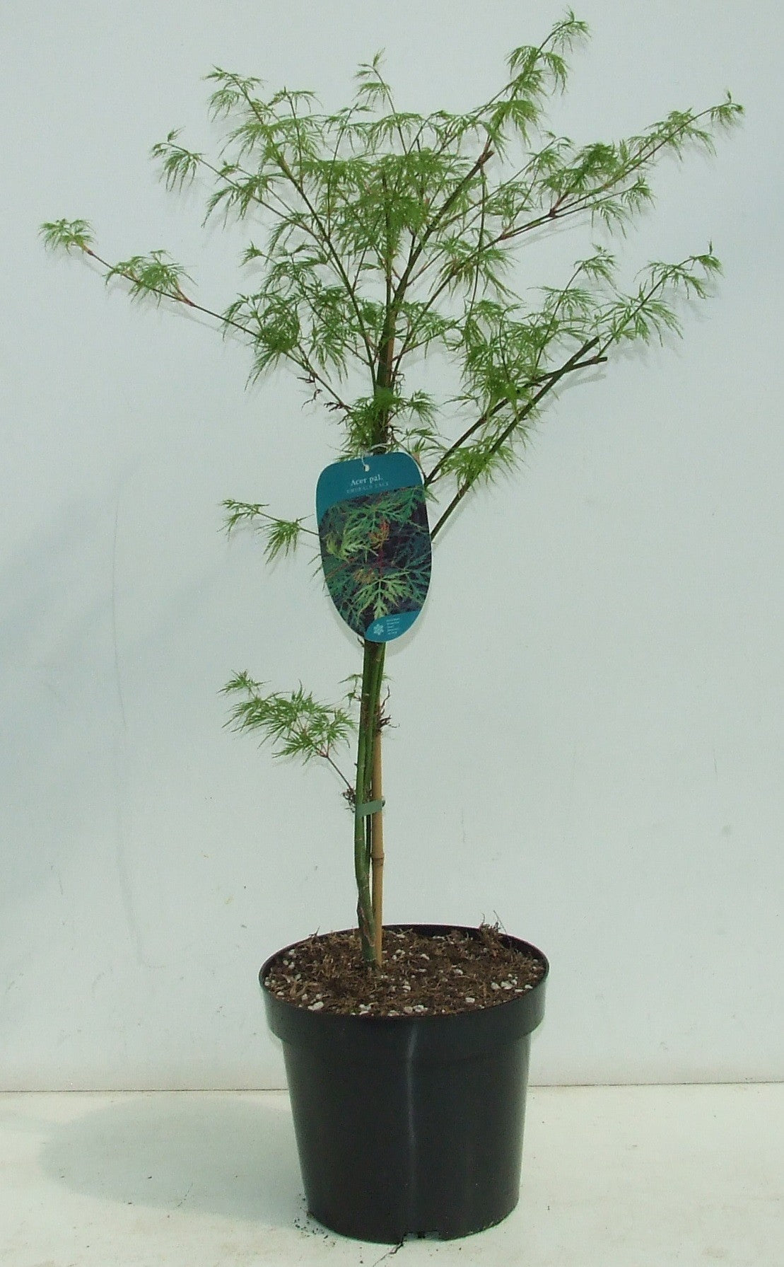 Acer Emerald Lace 70cm 26cm Pot