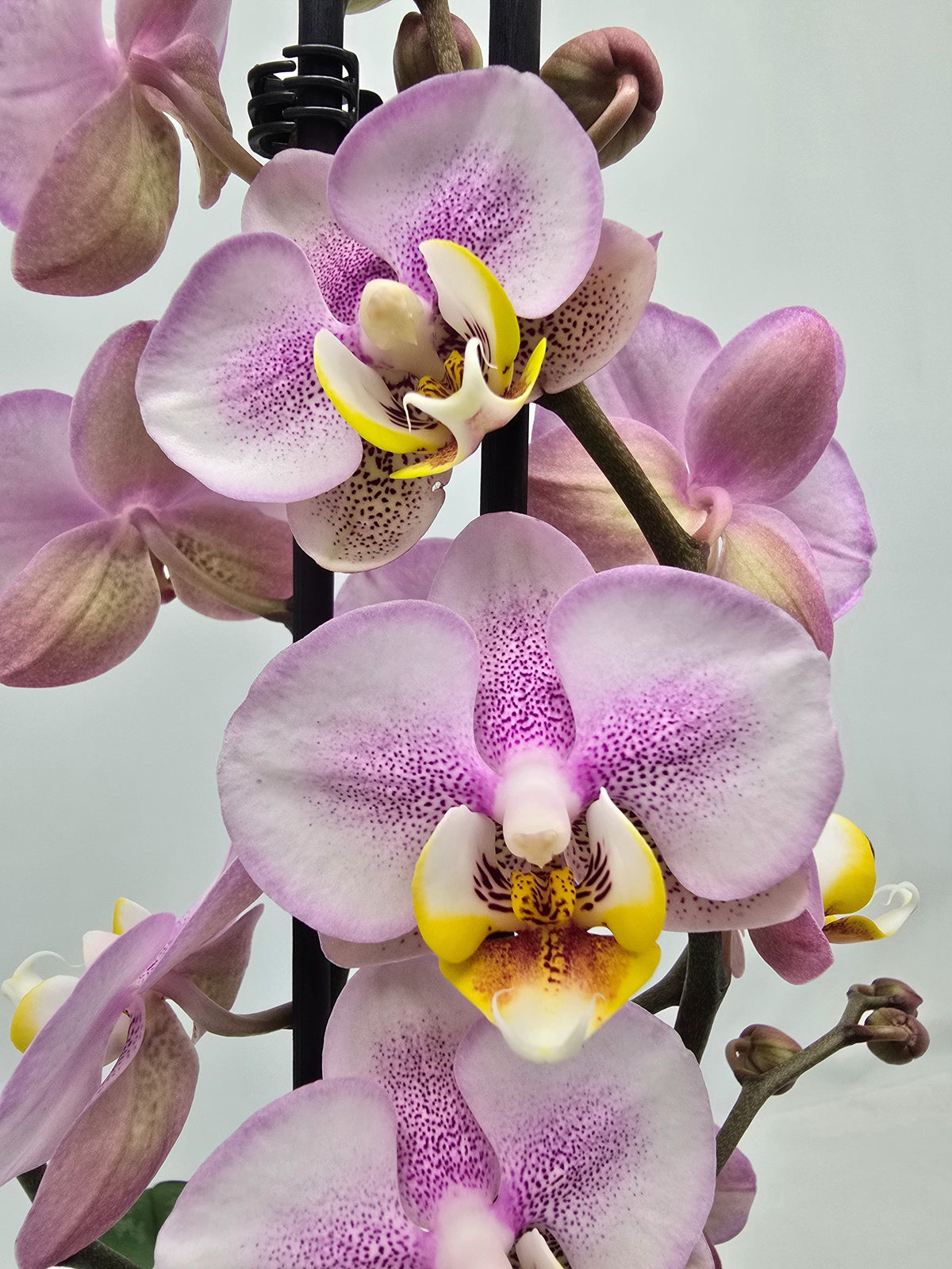 Phalaenopsis Hybrid 55cm 12cm Pot