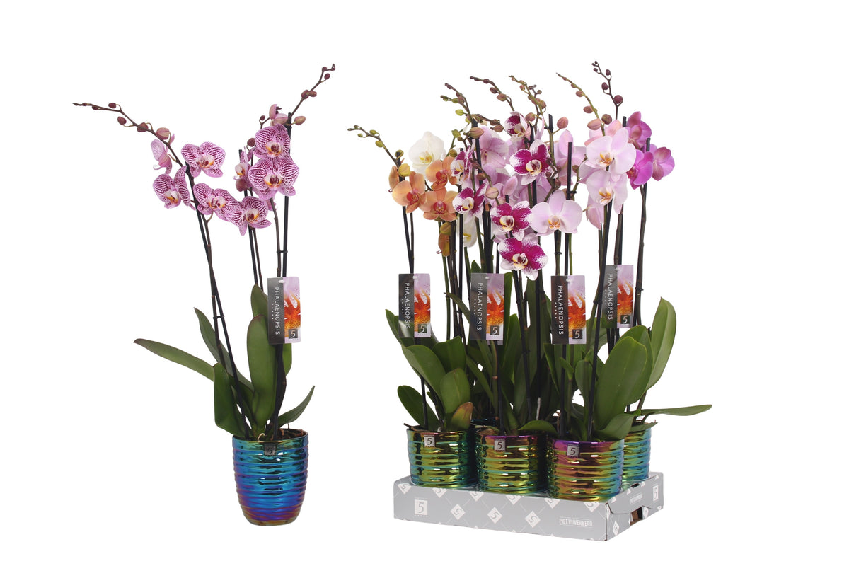 Phalaenopsis mix 60cm 12cm Pot